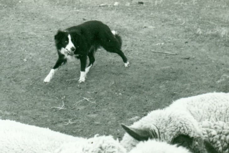 Border Collie history