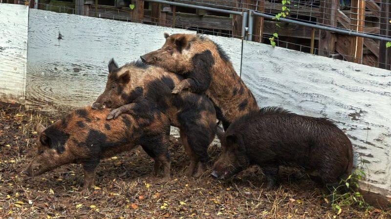 Hogs used in hog bays are captured in the wild and maintained at state-licensed facilities and monitored monthly by the state for health and physical condition. These gentlemen appear to be enjoying their visit to the bay pen.