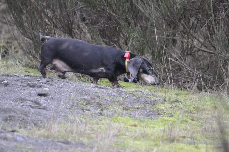 Dachshund Field Trial