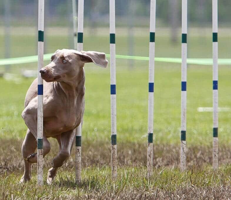 dog sports - agility