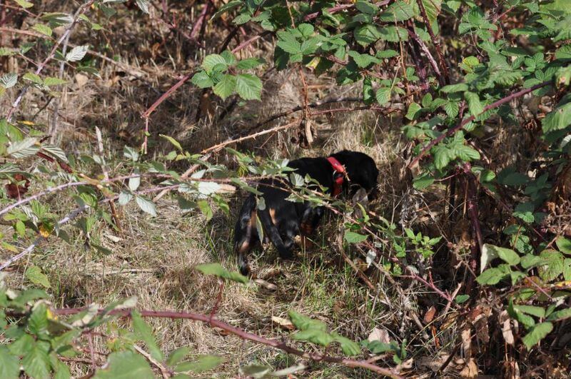 Dachshund Field Trial