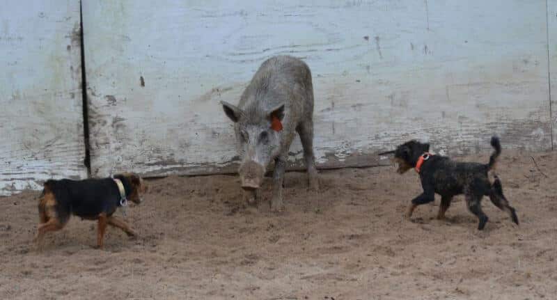Another perfect run with the hog ‘backed up’ and under control, and the dogs at bay within five feet.