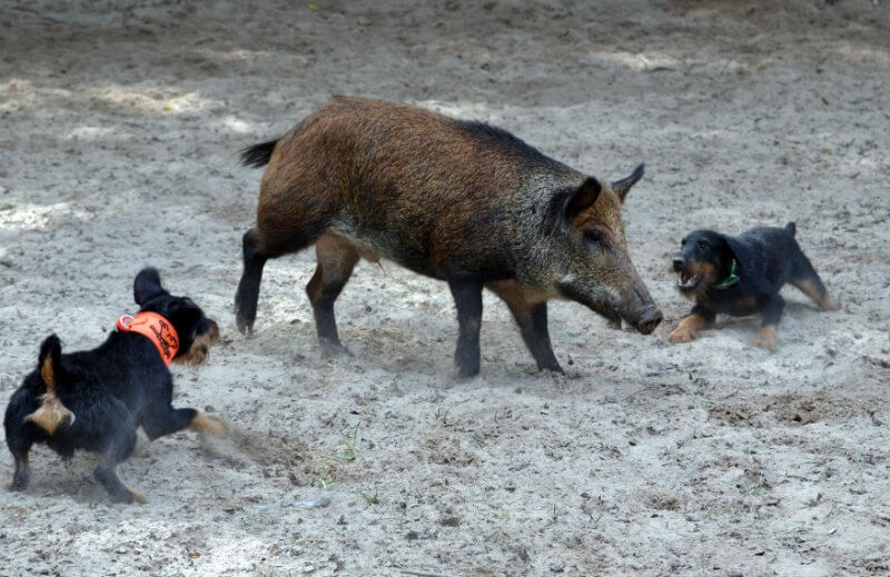 When done properly, the hog is held in one location. The dogs work within five feet of, but do not contact, the quarry. They must never lose eye contact with the hog and must bay continuously.