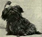 Havanese History: Poulka de Dieghem, a chestnut brown bitch, was exhibited at the Tuileries in Paris in 1907.