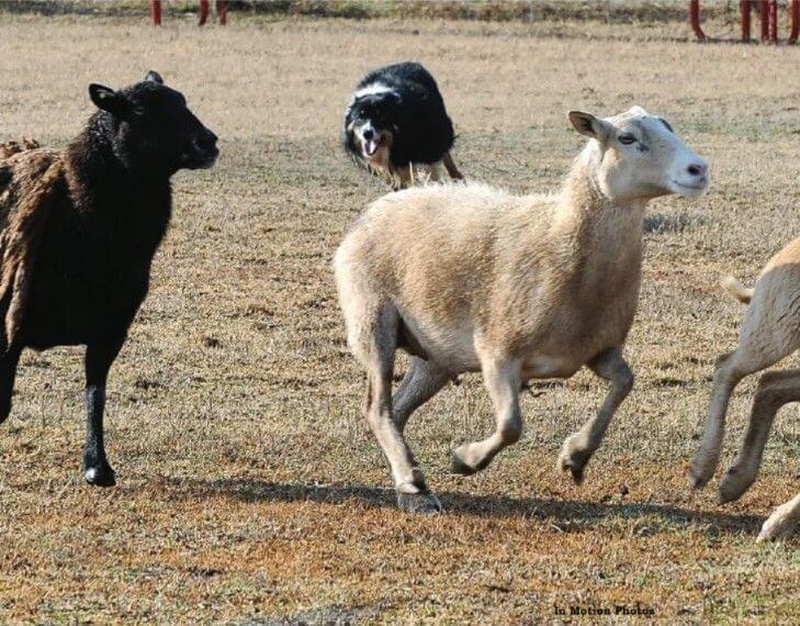 border collie herding sheep