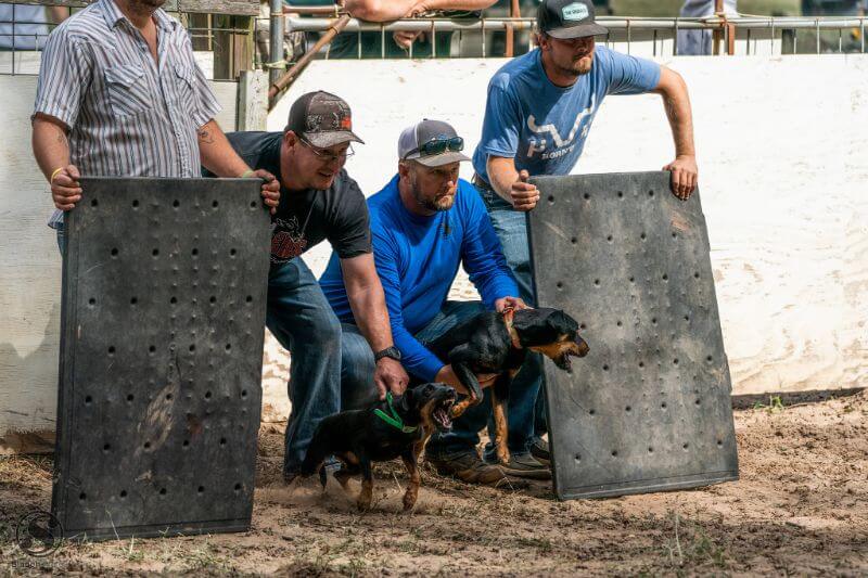 Two eager Jagdterriers and their handlers await the release. They are protected by the ring crew for the safety of all.