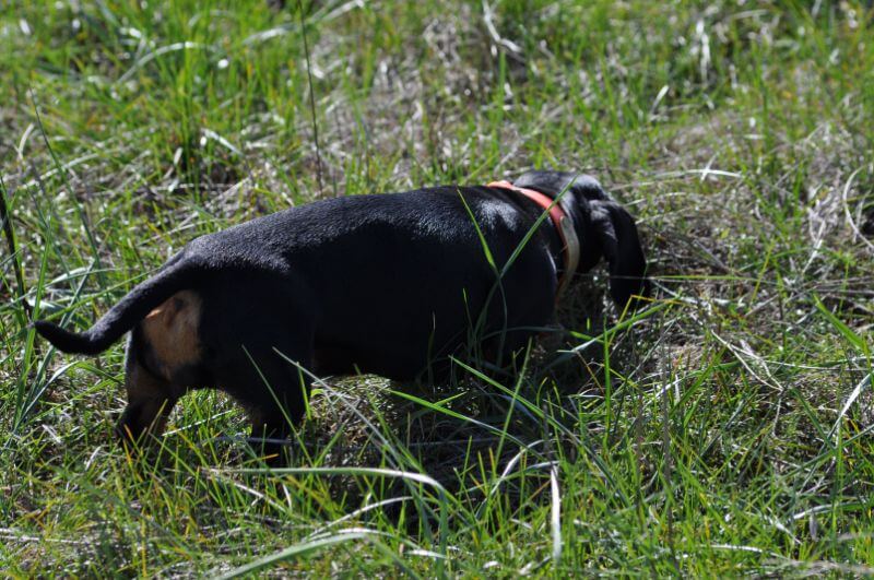 Dachshund at a Field Trial