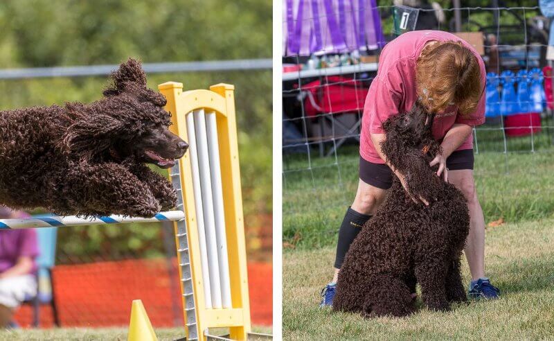 2 combined images, left: irish water spaniel jumping over an obstacle, right: irish water spaniel with her handler