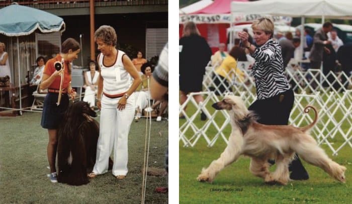Left: Sandy and Gini with CH Panjhet of Stormhill, BOB 1973 Afghan Hound Club of America National Specialty - Right: Multi BIS & SBIS AM & CAN GCH Stormhill’s Sweet Dreams at Raffica, “Ella”