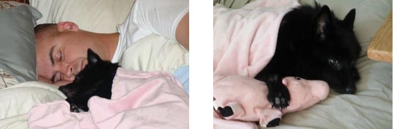 combined images of a schipperke being a service dog, one image is showing a schipperke sleeping with a soldier