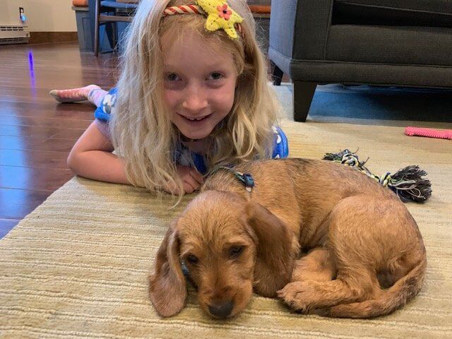 The Basset Fauve De Bretagne – A Versatile Little Scenthound
