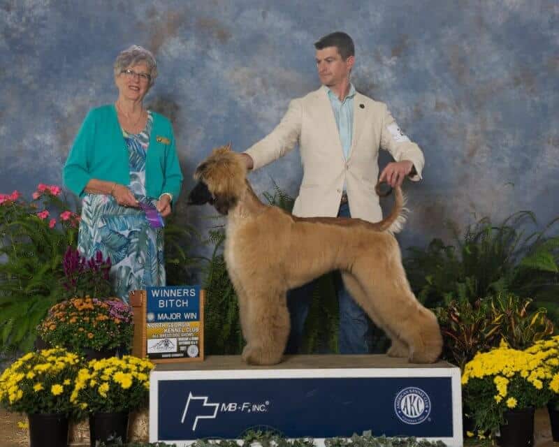 Eddie Kominek of Kominek Afghan Hounds