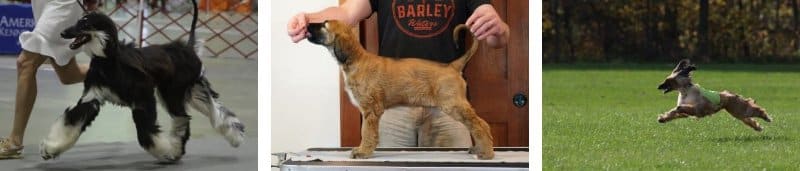 Kominek Afghan Hounds