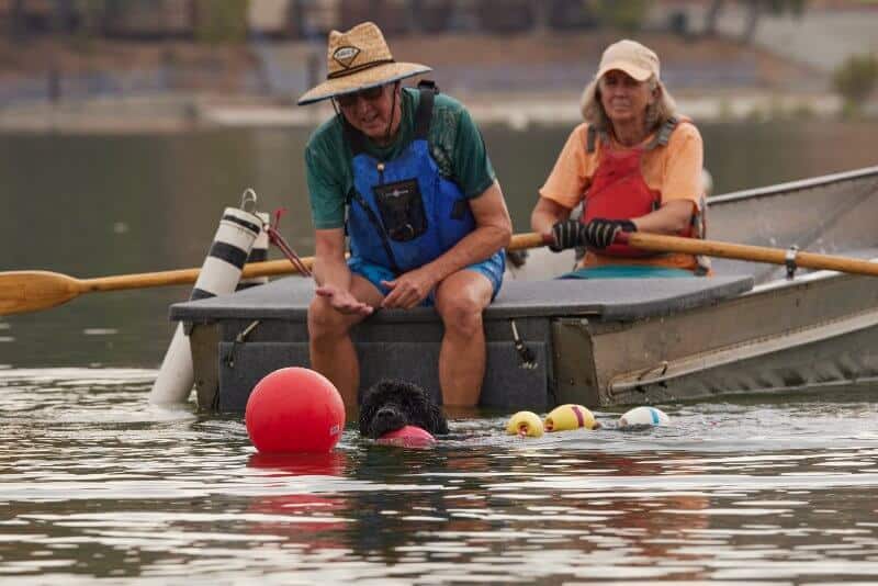 Portuguese Water Dog Water Trials