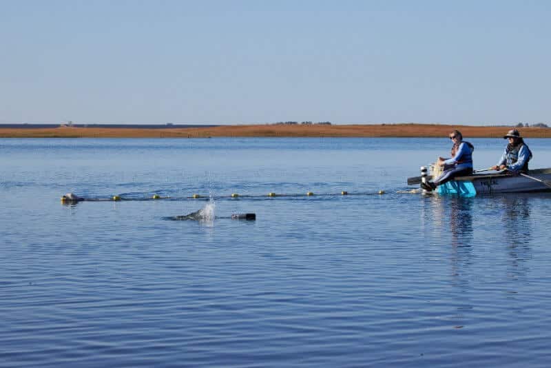 Portuguese Water Dog Water Trials