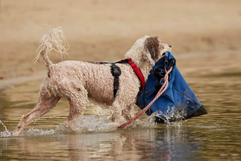Portuguese Water Dog Water Trials