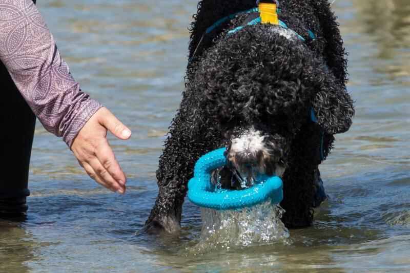 Portuguese Water Dog Water Trials