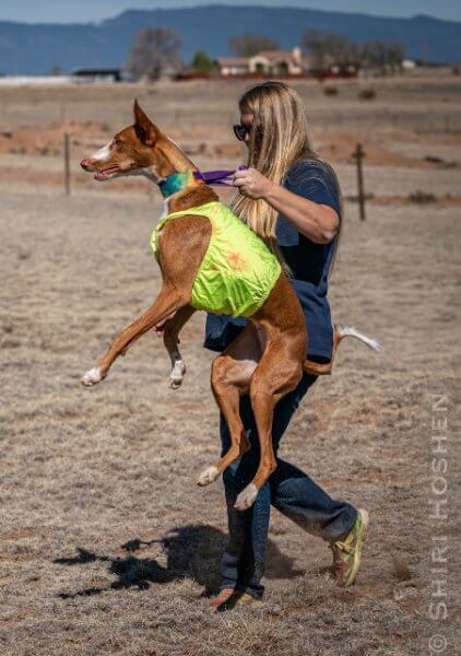 The Ibizan Hound – A Popular Performance Sighthound