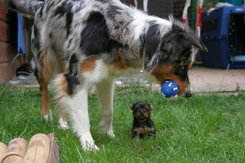 Adult dog playing with a puppy in a yard