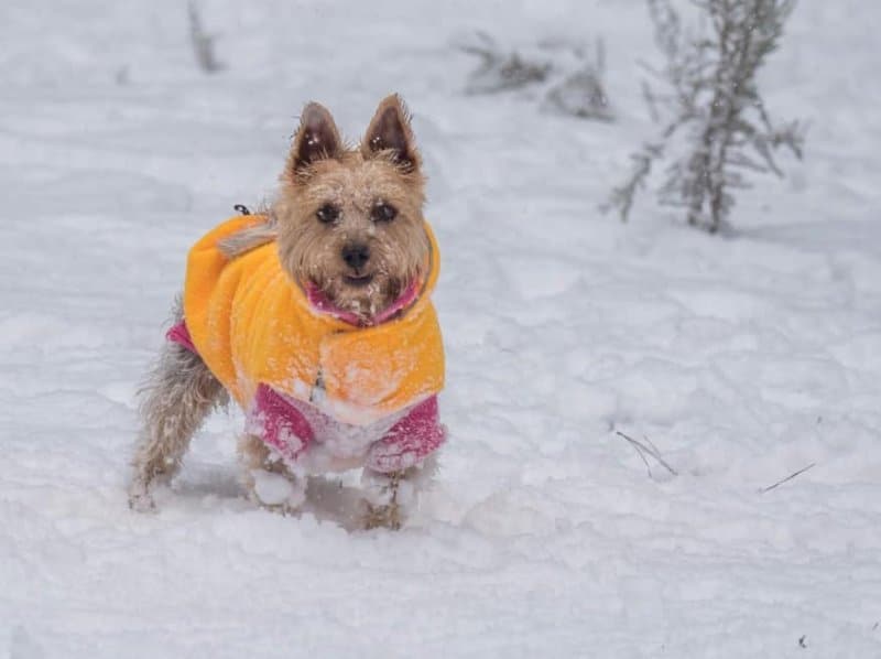 Silky Terrier