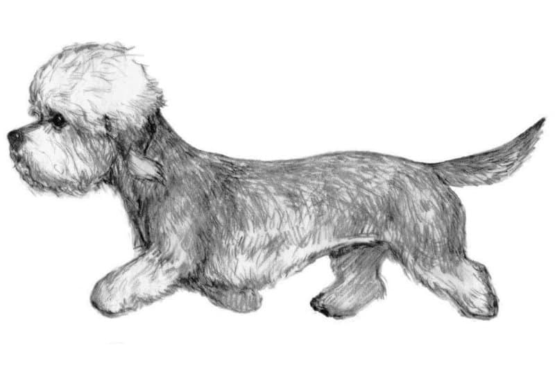 Length, Shape & Topline in the Dandie Dinmont Terrier
