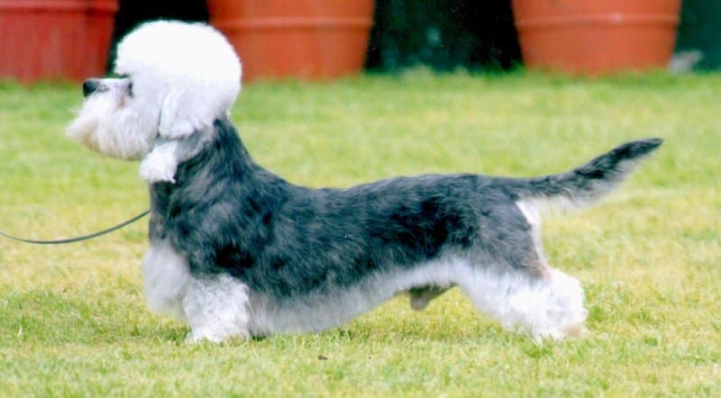 MBIS/NBIS Am. CH/Aust. GCH Hobergays Finneus Fogg - Top-Winning Dandie in Breed History