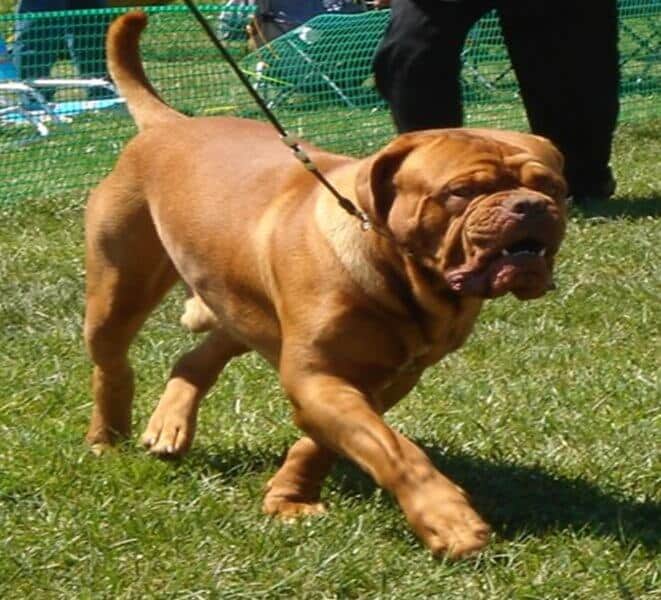 Dogue de Bordeaux walking on grass
