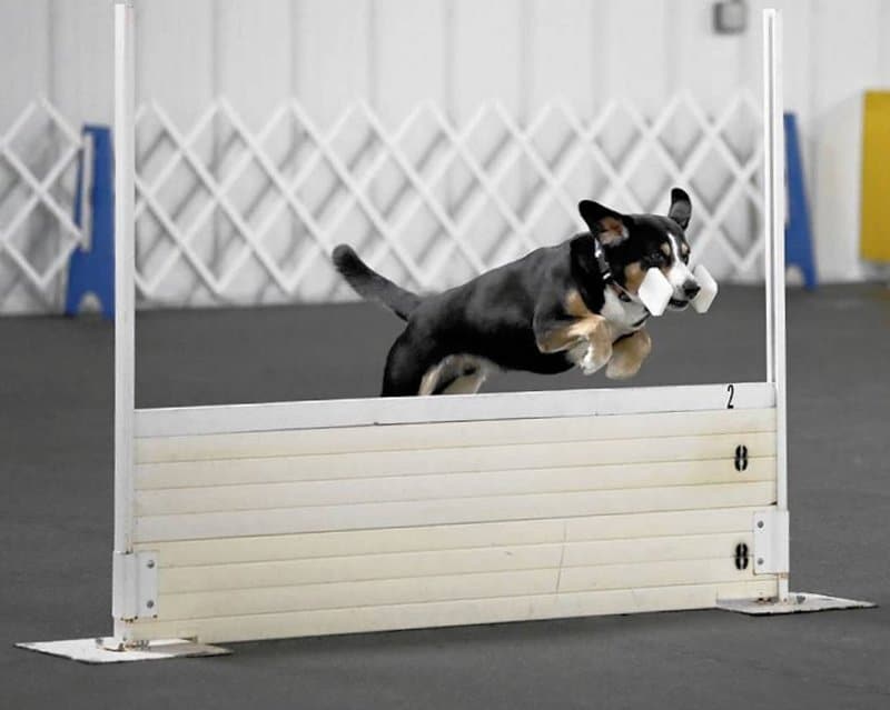 Entlebucher Obedience