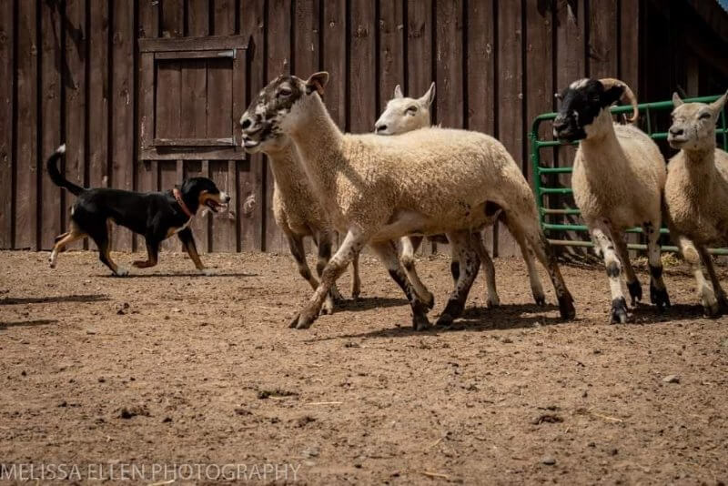 Entlebucher Sheep Herding