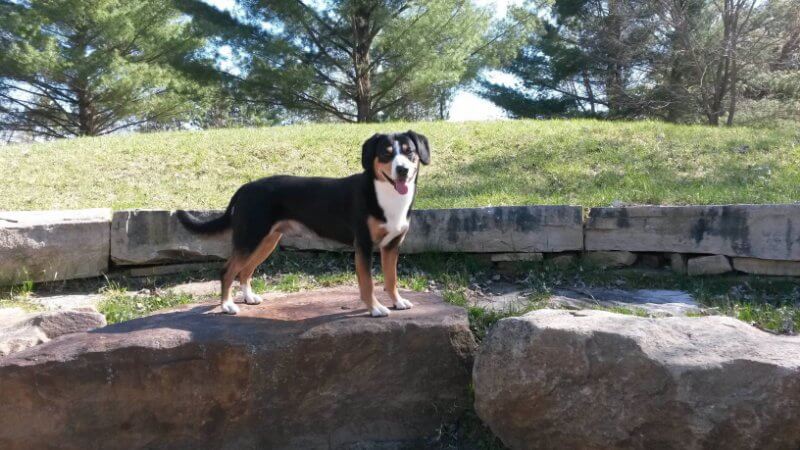 Entlebucher Standing