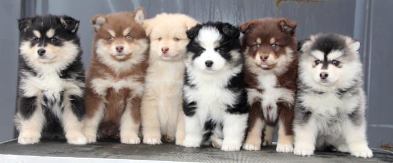 Finnish Lapphund puppies in different colors: From left to right: Black and Tan - Minor White Markings, Brown and Tan - Light Brown Color and Lighter Eyes to Match Coat Color, Cream - Underlying Brown, Hint of White Markings, and Nose Already Turning Pink, Black and Tan - Extensive White Markings, Brown and Tan - Dark Brown Color, White Markings, and Darker Eyes to Match Coat Color, Black Domino - Butterfly Nose Already Visible
