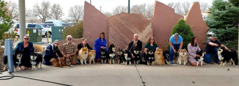 Finnish Lapphund – A Rainbow of Colors
