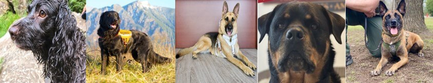 2022 AKC Humane Fund Awards for Canine Excellence (ACE) recipients