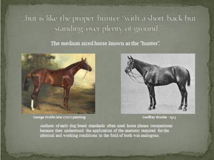 German Shorthaired Pointer Judges Education: Horse Slide