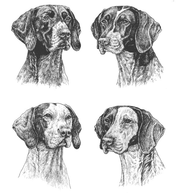Coming to a Show Ring Near You: The Black/Black & White German Shorthaired Pointer