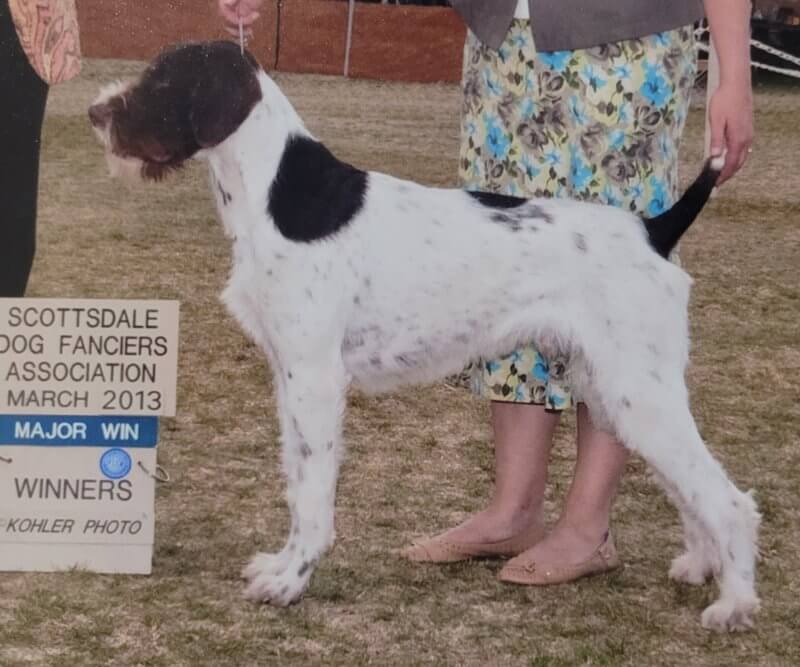 German Wirehaired Pointer in the dog show ring