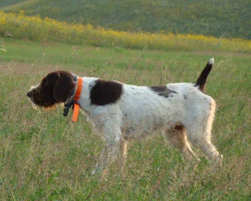 dog in the field