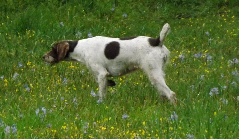 German Wirehaired Pointer in the field