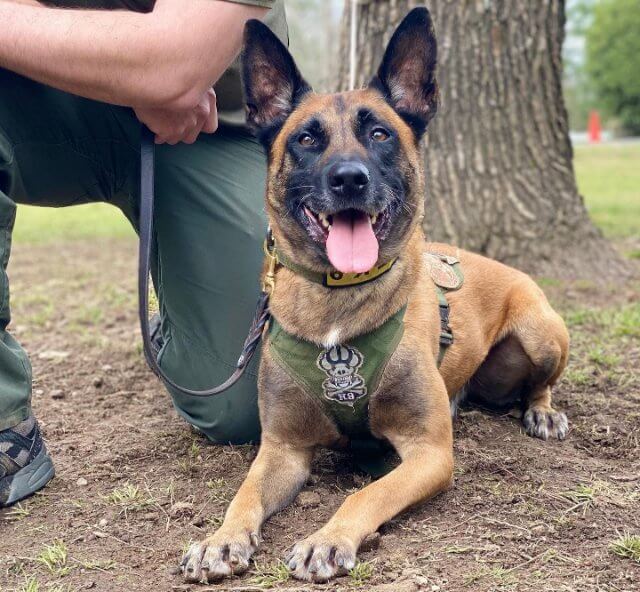 2022 AKC Humane Fund Awards for Canine Excellence recipient Belgian Malinois named "Hummer"