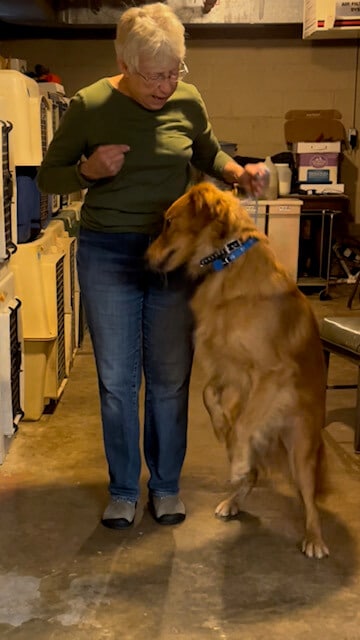 This Golden was a high-energy, high-drive rescue allowed to do as he pleased. His new owners sent him for training, which he resisted. Here he demonstrates his displeasure with heeling on a slip lead.
