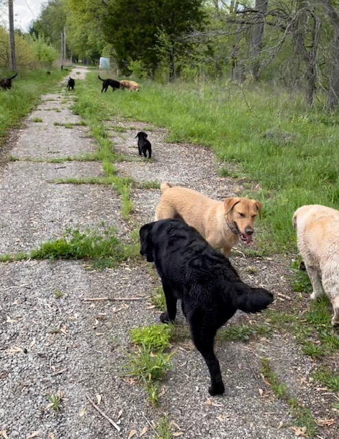 Young dogs, and timid dogs or puppies, blossom when allowed to hang with the right group of balanced, confident dogs. This type of group is closely monitored, as I do not suggest that all adult dogs treat puppies with the understanding and tolerance they need.