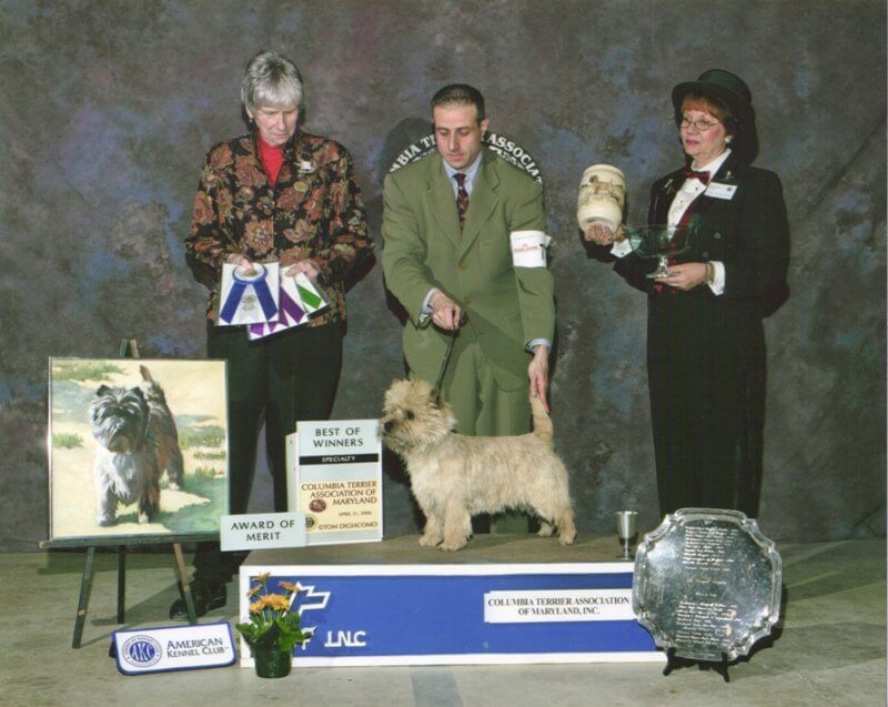 ‘Junior,’ Ch. Ashwood Kenrics Wicked, goes BOW at Columbia Terrier under Annie Clark.