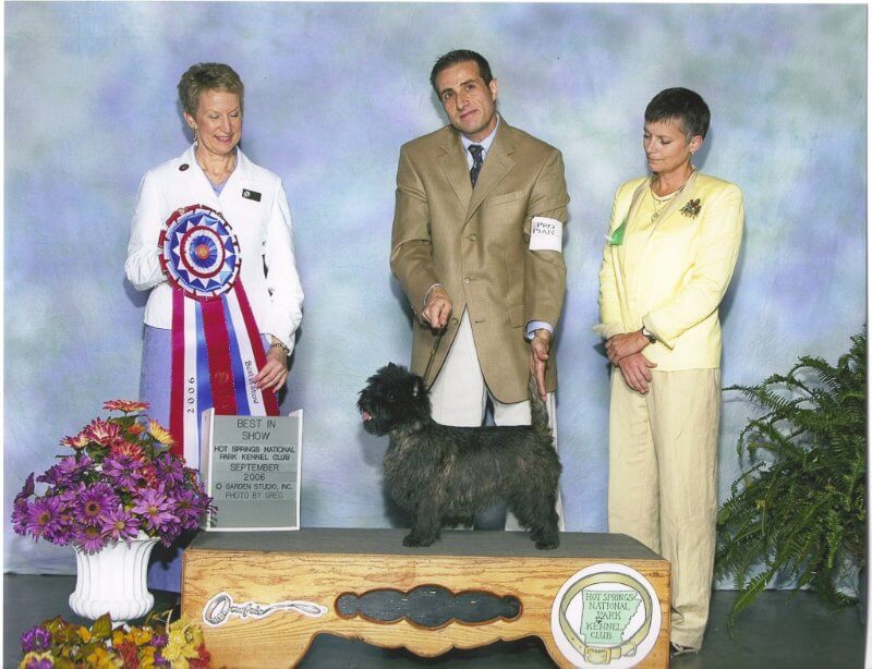 Ch. Ashwood Kenric’s American Idol Winning an All-Breed Best in Show