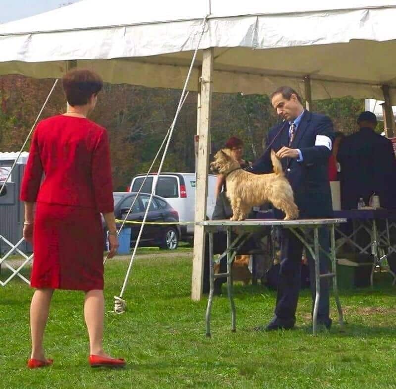 Joe Vernuccio of Ashwood Cairn Terriers Showing on Montgomery Weekend