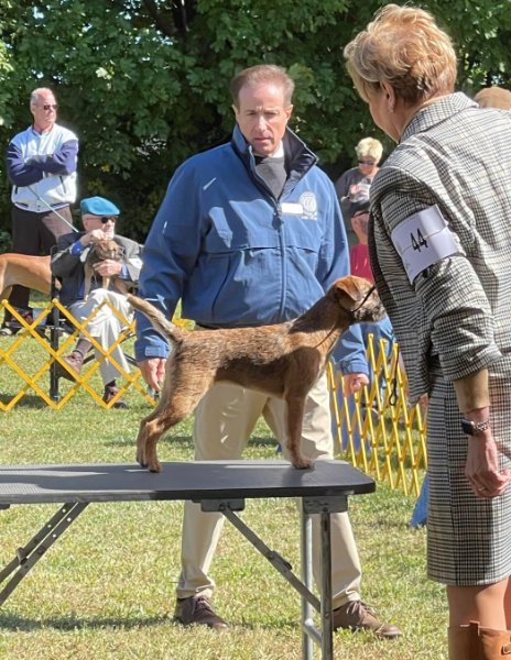 Judging at Devon Dog Show 2022