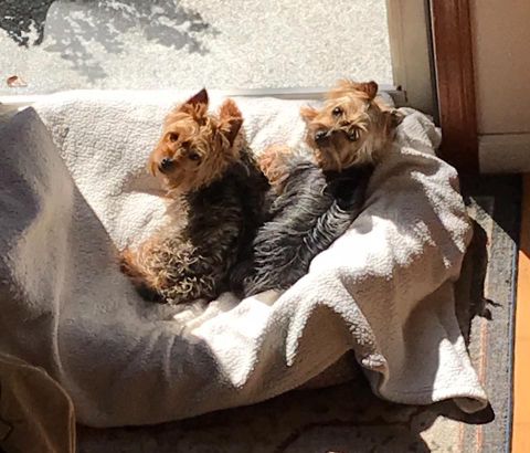 Silky terriers