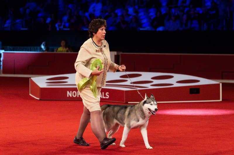 NOHS Reserve Best in Show winner: GCHS CH Myla's No Tan Lines, a Siberian Husky known as “Natalie” owned by Marie Falconer and bred by Ms. Marie Ann Falconer, Dr. Thomas M Davies, Harry Smith III.Stephaniellen Photography (C) AKC
