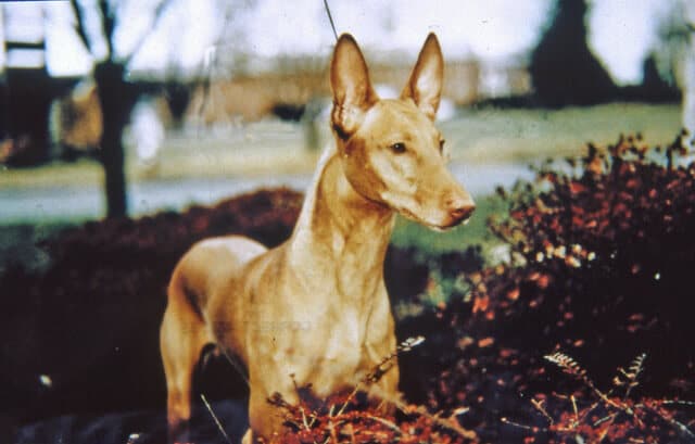 Pharaoh Hound side photo