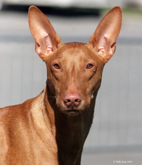 Pharaoh Hound head photo