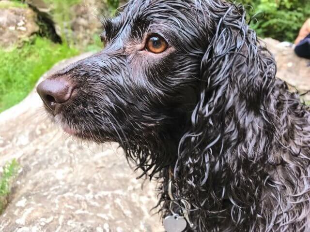 2022 AKC Humane Fund Awards for Canine Excellence recipient Boykin Spaniel named "Scout"